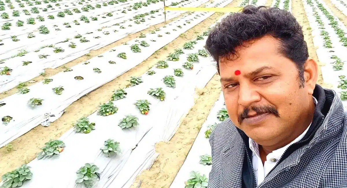 Business idea varanasi organic strawberry farming lockdown unemployment lakhs