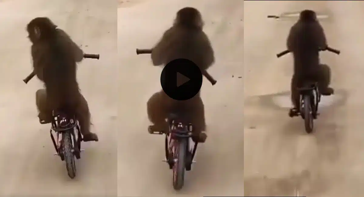 monkey cycling video viral in social media