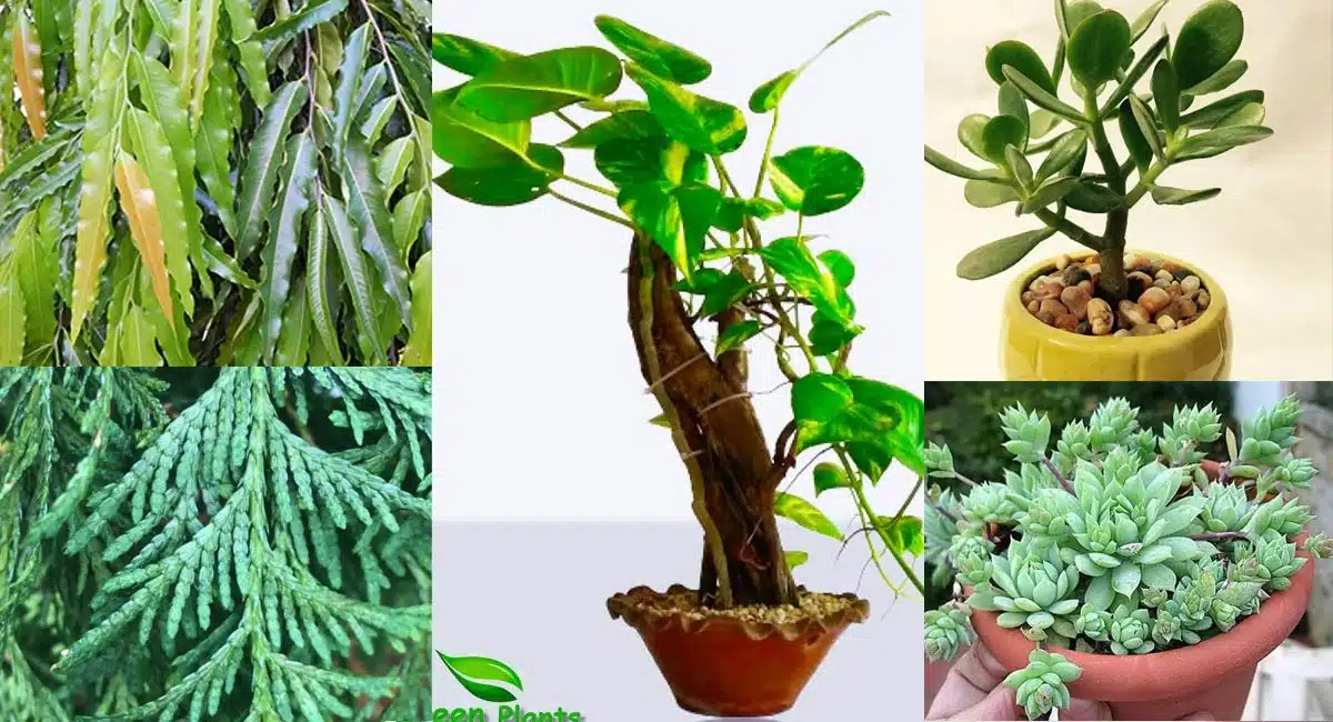 plant vastu put these trees at home luck will be with you