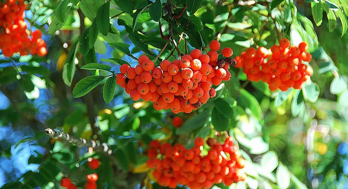 rowan berry help in clearing cancer and kidney