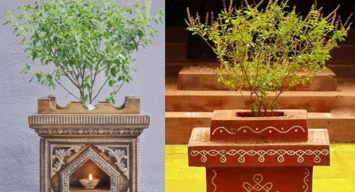 Tulsi Plant : ఇంటి ముందు తులసి చెట్టును ఎందుకు పెట్టుకోవాలి?