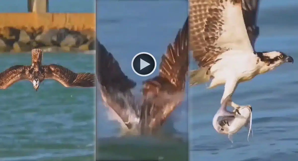 eagle catching fish video viral