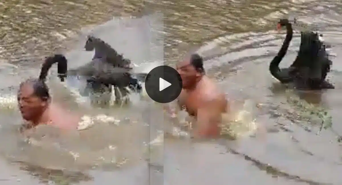 black swans attacked man who is swimming in lake video viral