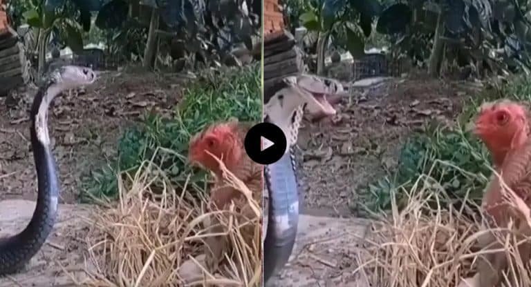 Viral Video : పాముతో కోడి పోరాటం.. మరి గెలిచిందెవరంటే..?