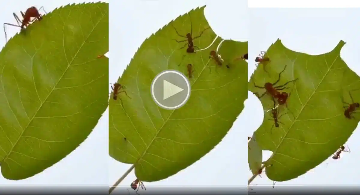 viral video like engineers why are they cutting the leaf so nicely