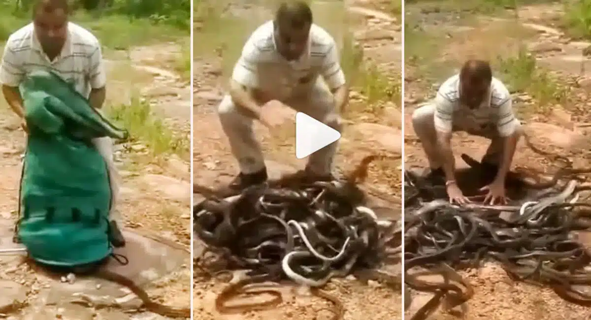 Viral Video a man who left 300 snakes in the forest