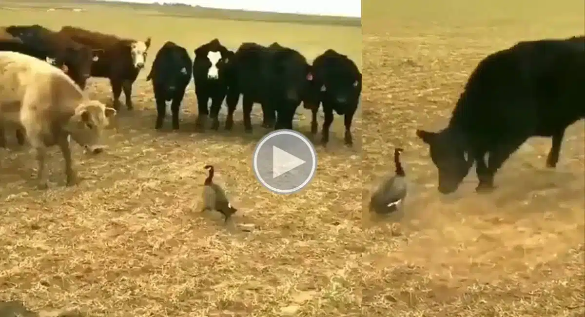 duck that came a single and slaughtered the cows video went viral
