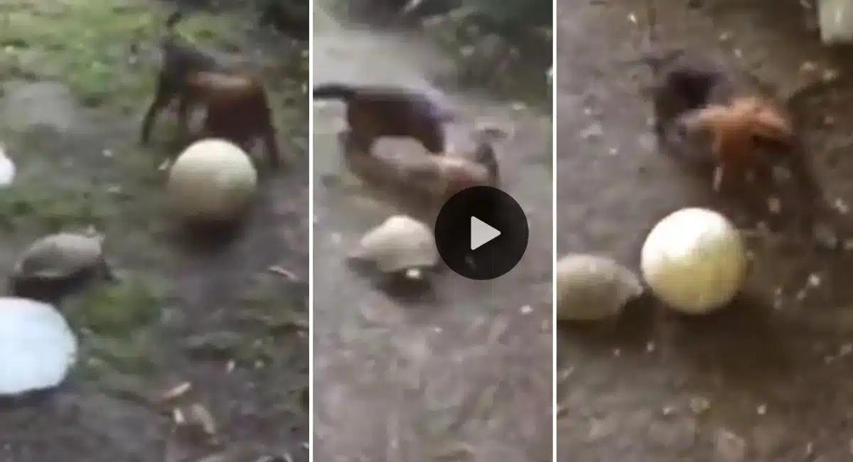 dog and turtle paying football viral video