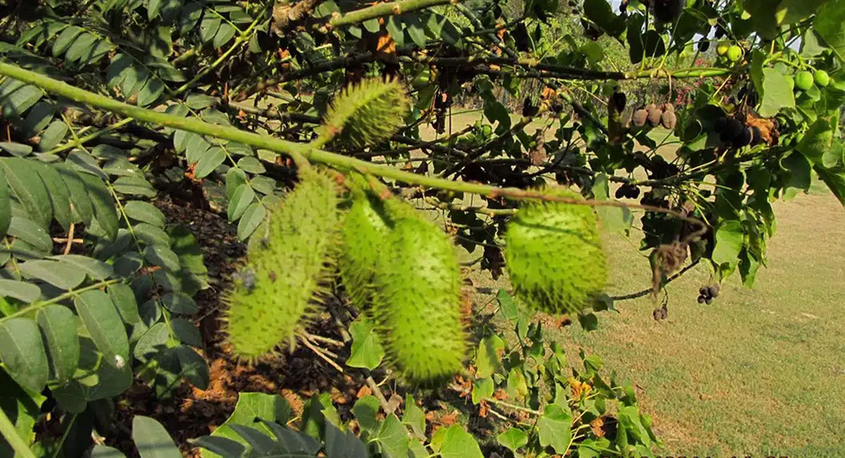 Health Benefits of gachakaya