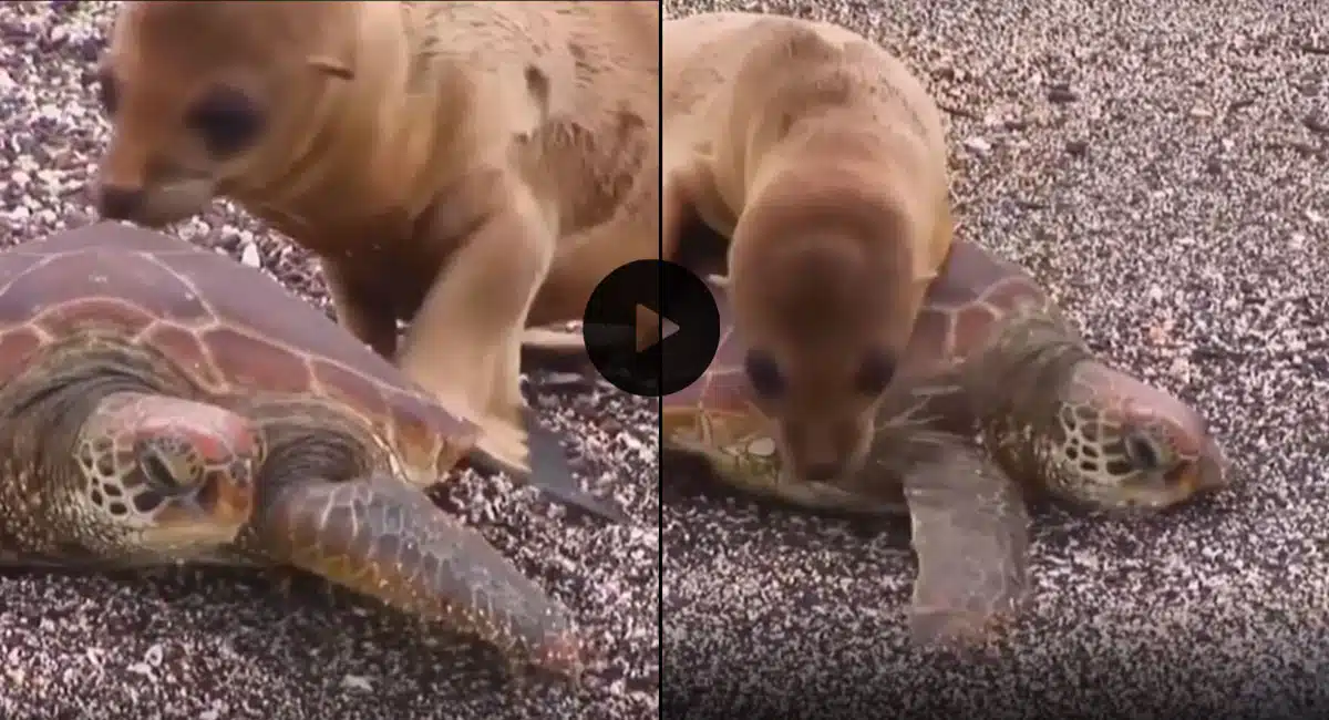 the turtle that helped the seal