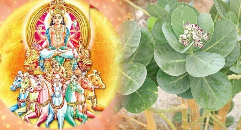 Ratha Saptami : రథసప్తమి రోజున.. జిల్లేడు ఆకుతో స్నానం ఎందుకు చేస్తారో తెలుసా..?
