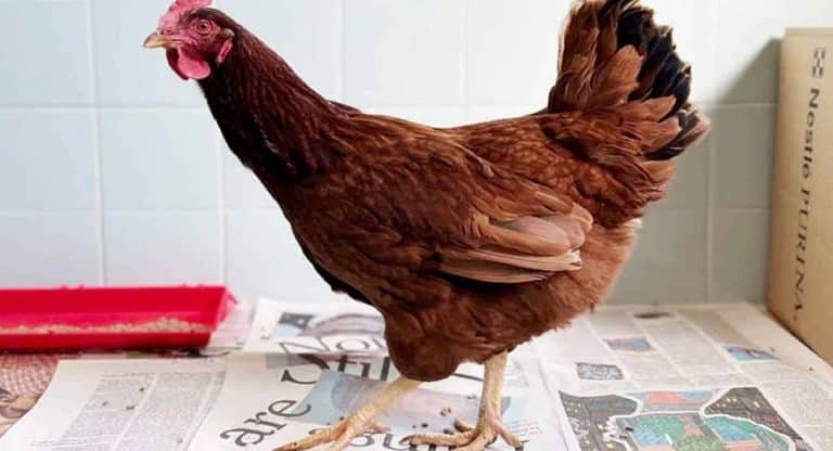 Hen Arrest : కోడి అరెస్ట్.. అసలు విషయం తెలిస్తే షాక్ అవ్వాల్సిందే…