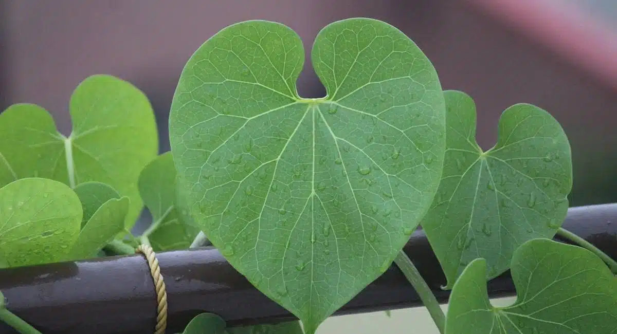  Thippatheega amazing benefits of enough to eat two leaves a day