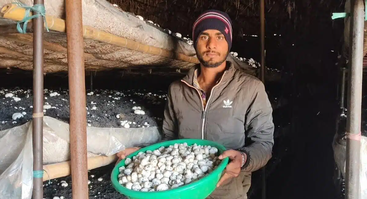 Business Idea mushroom farming startup vedanta makes healthy food