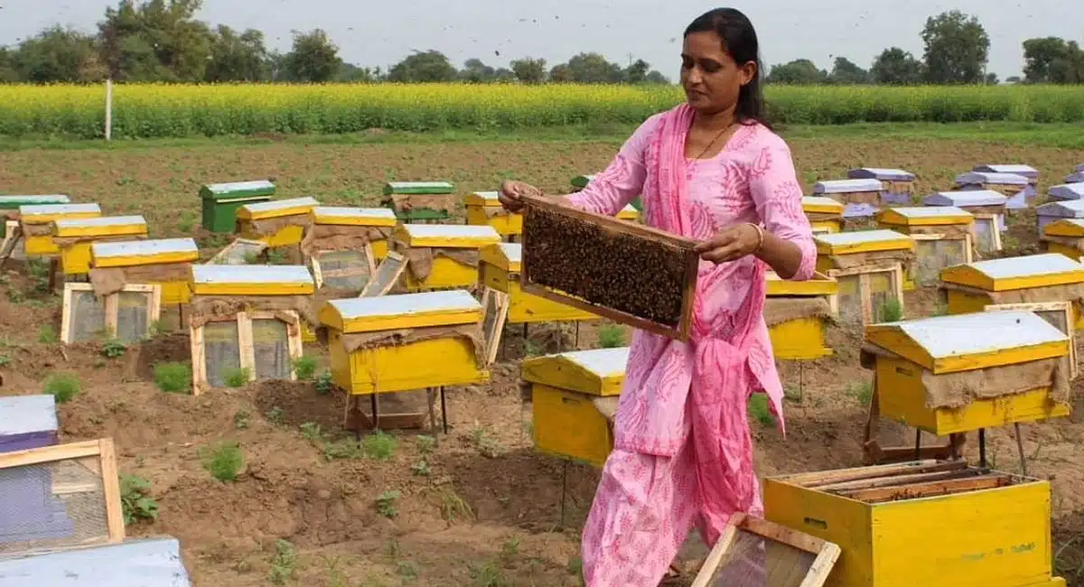 Business Ideas gujarat couple himanshu and thanvi patel organic chemical free farming beekeeping svadya raw honey