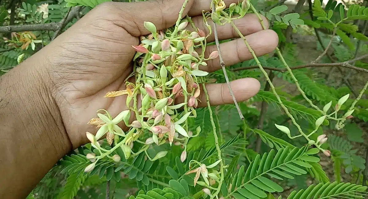 Health Benefits in chinta puvvu