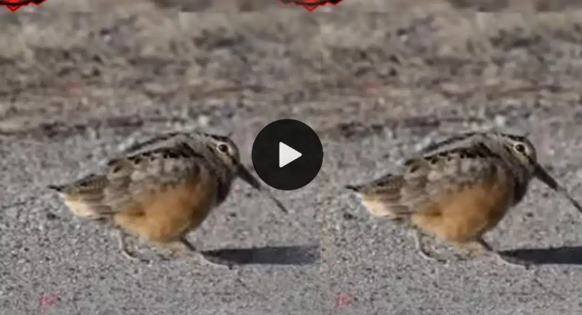 Bird dancing in a happy mood Viral Video
