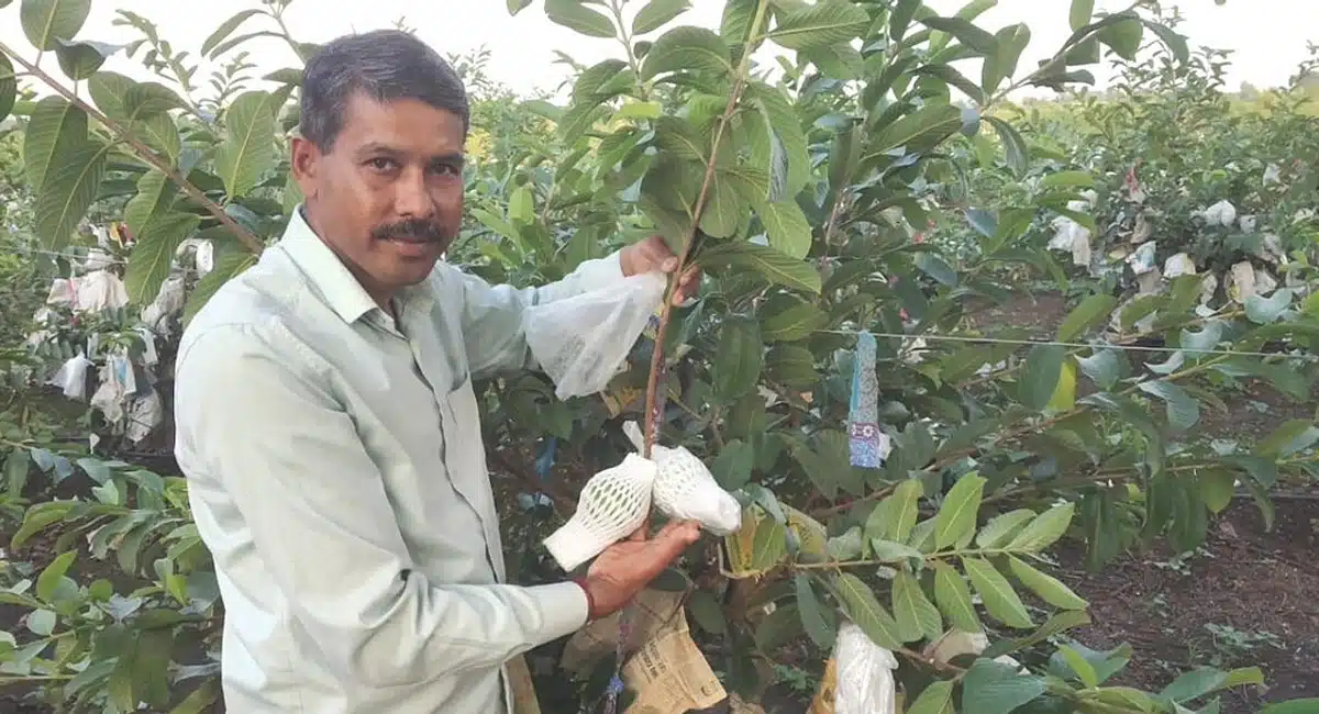Business Idea madhya pradesh farmer how to grow thai guava earns lakhs