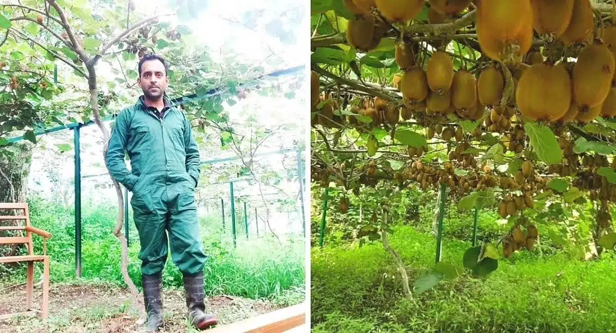 Business Idea in entrepreneur quits job to farm organic fruits earns lakhs