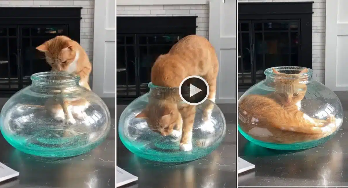 Viral Video in cat landed in the glass pot