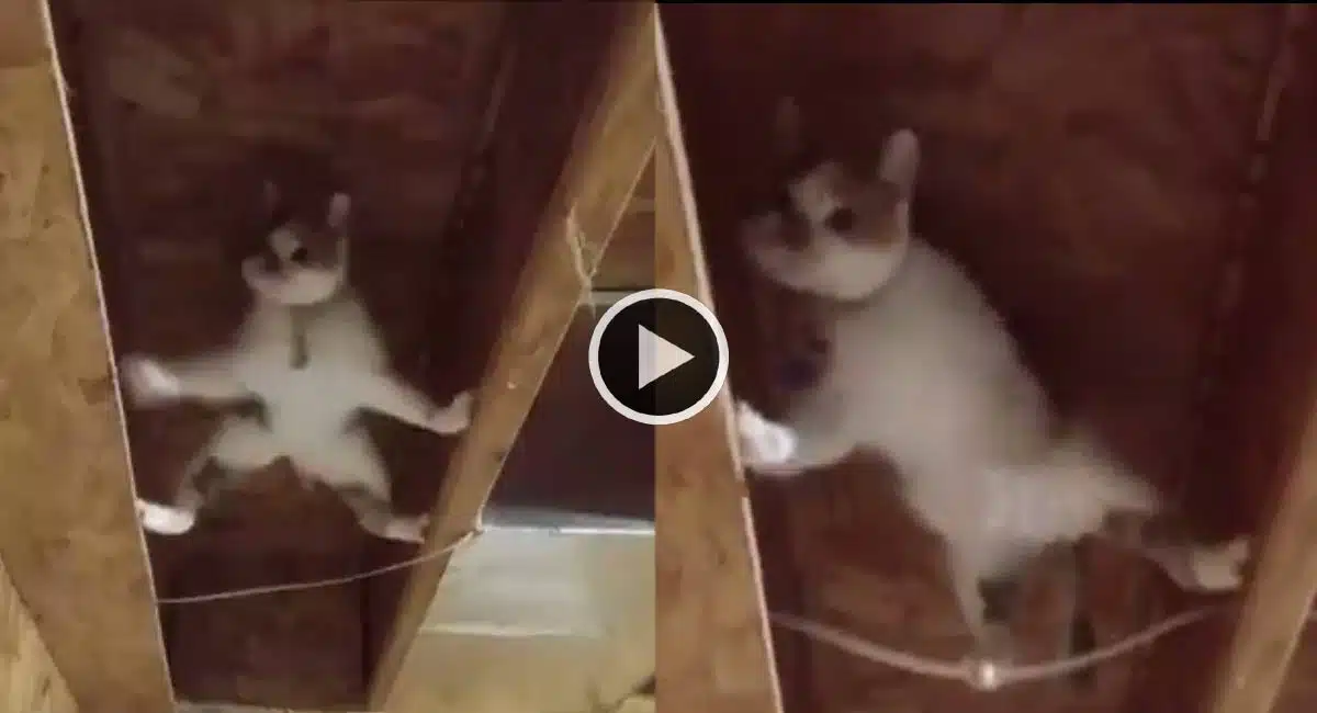 viral video watch this cat forgetting spider man how-to climb