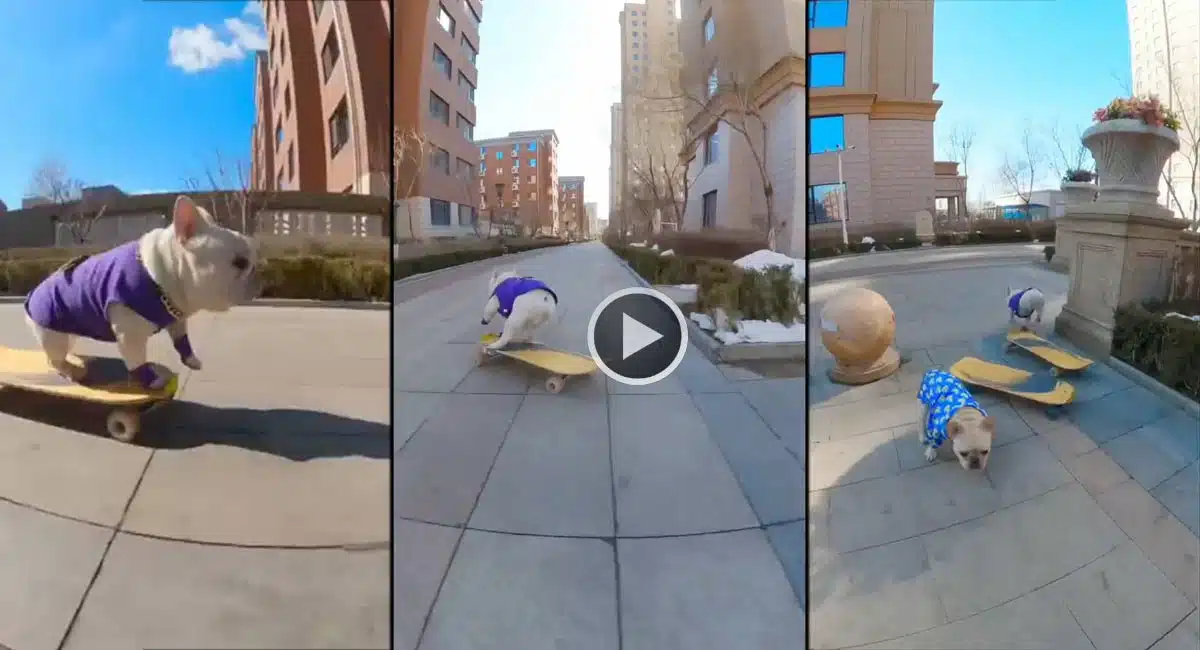dog skating in video viral 