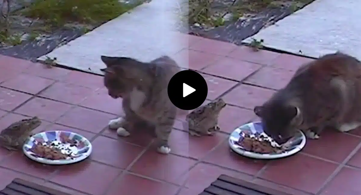 war between frog and cat while eating food video viral