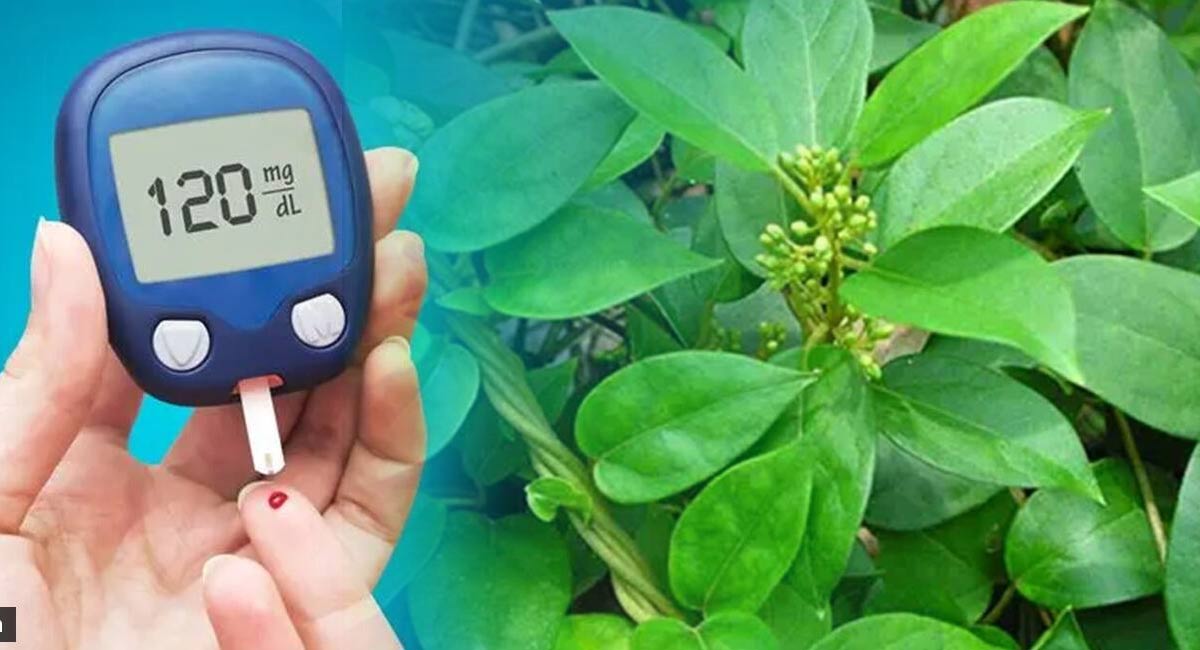 Diabetes : 30 ఏళ్లయినా తగ్గ‌ని షుగర్ వ్యాధిని ఒక్క రోజులో పోగొట్టే పొడపత్రి చెట్టు గురించి తెలుసా?