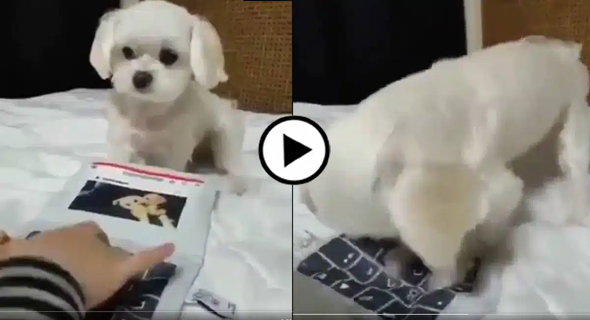 Viral Video in puppy typing on a laptop
