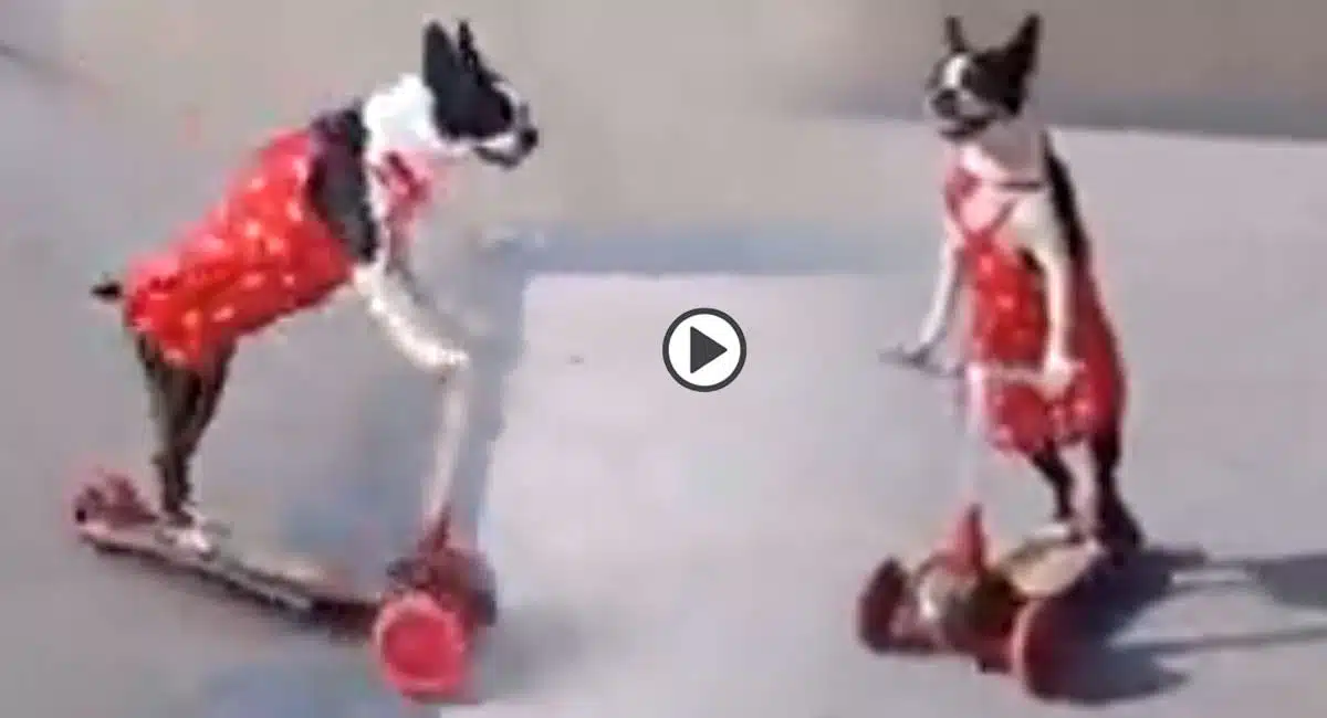 Viral Video in buzzie dog appealing to cute skating netizens