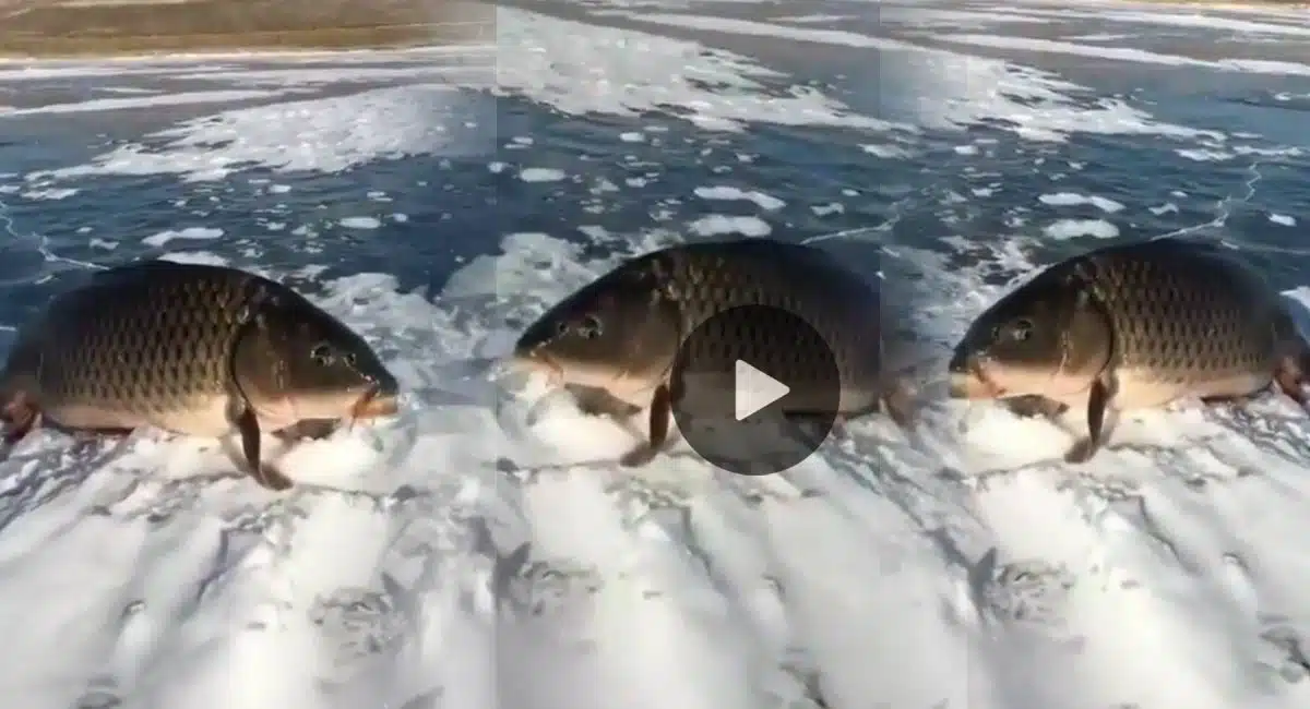 viral video oh no its like a turtle this is a strange fish