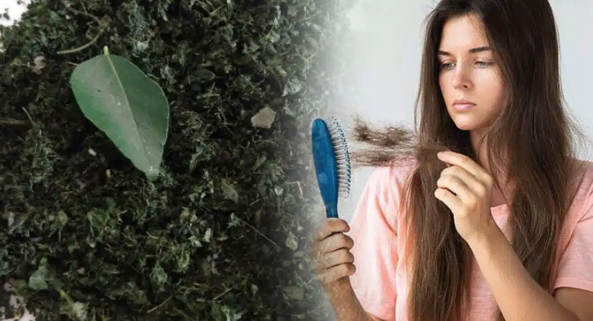 Hair Benefits grow thick hair with Curry tree