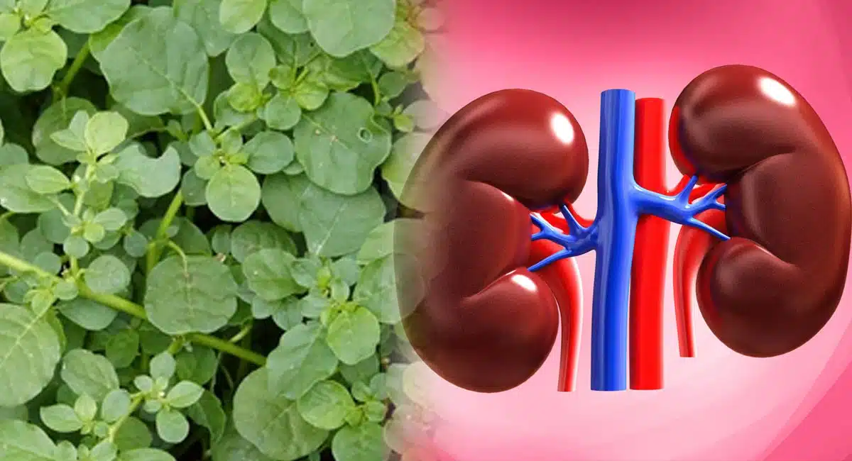 tella galijeru plant in health benefits