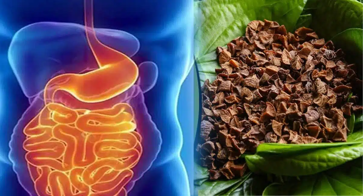 how to get rid of indigestion benefits of betel leaf