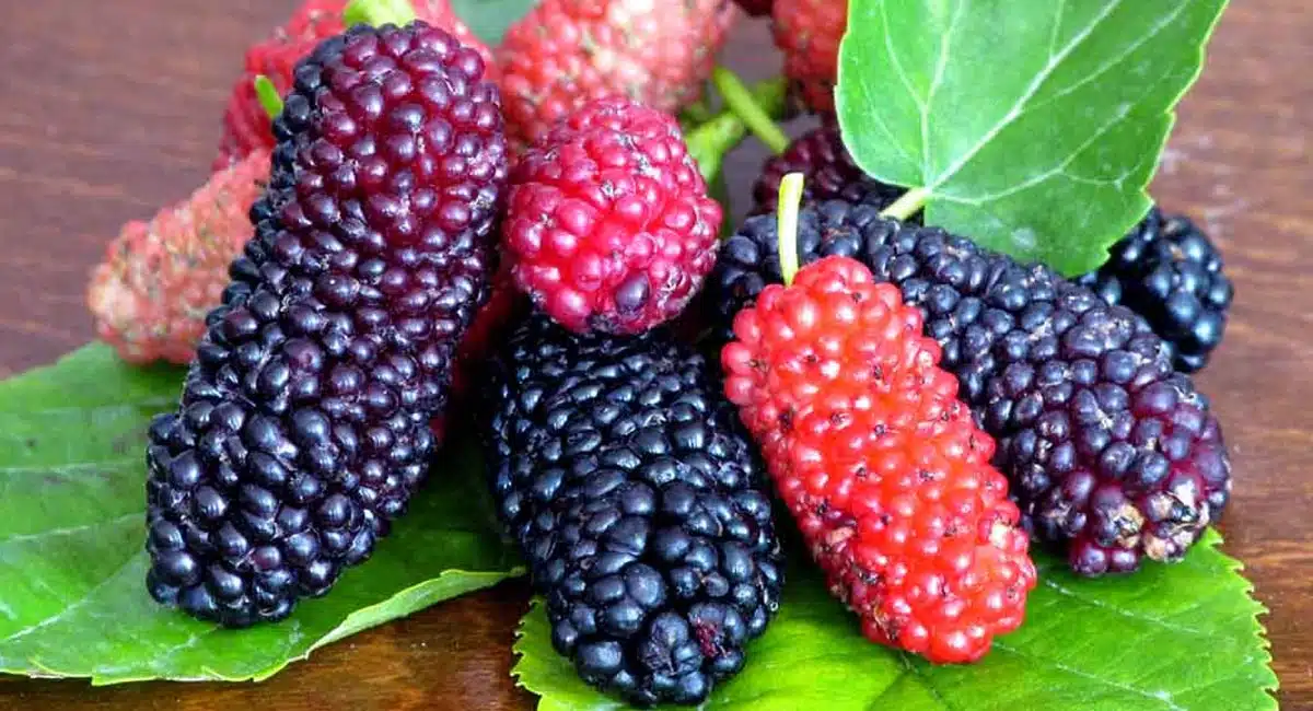 Health Tips in many uses with mulberry fruit