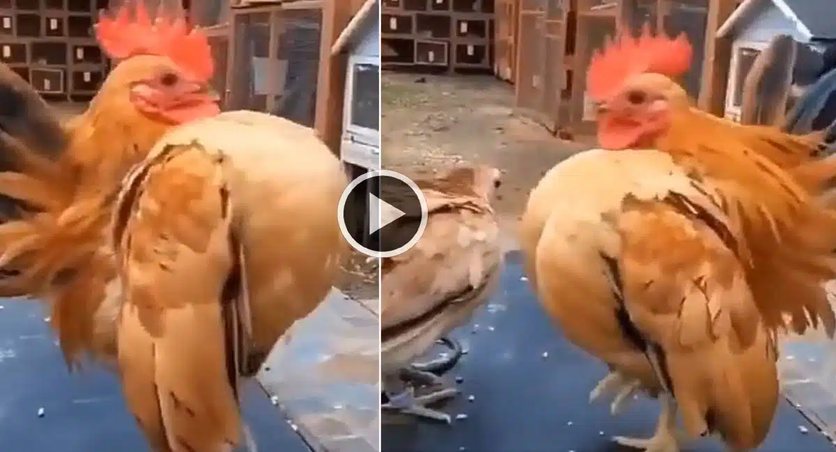 Viral Video in this hen style is different