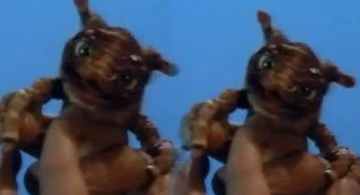 Viral Photo See how cute this Bats cub