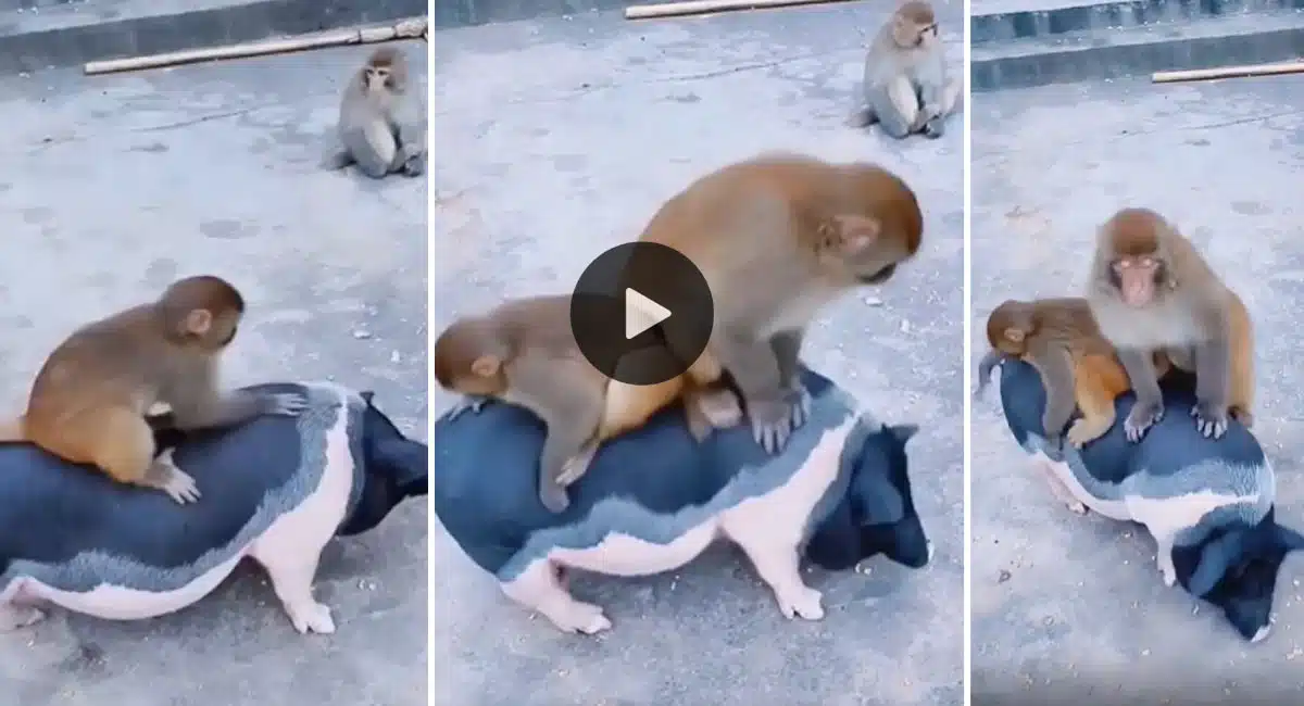 monkeys making fun with pig video viral