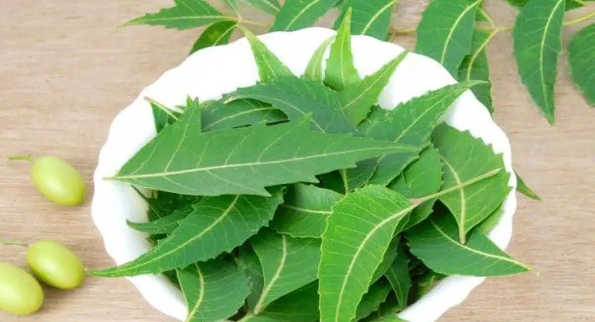 Health Benefits of Neem Tree