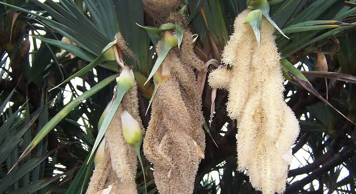 what is the reason behind mogali puvvu do not use in puja