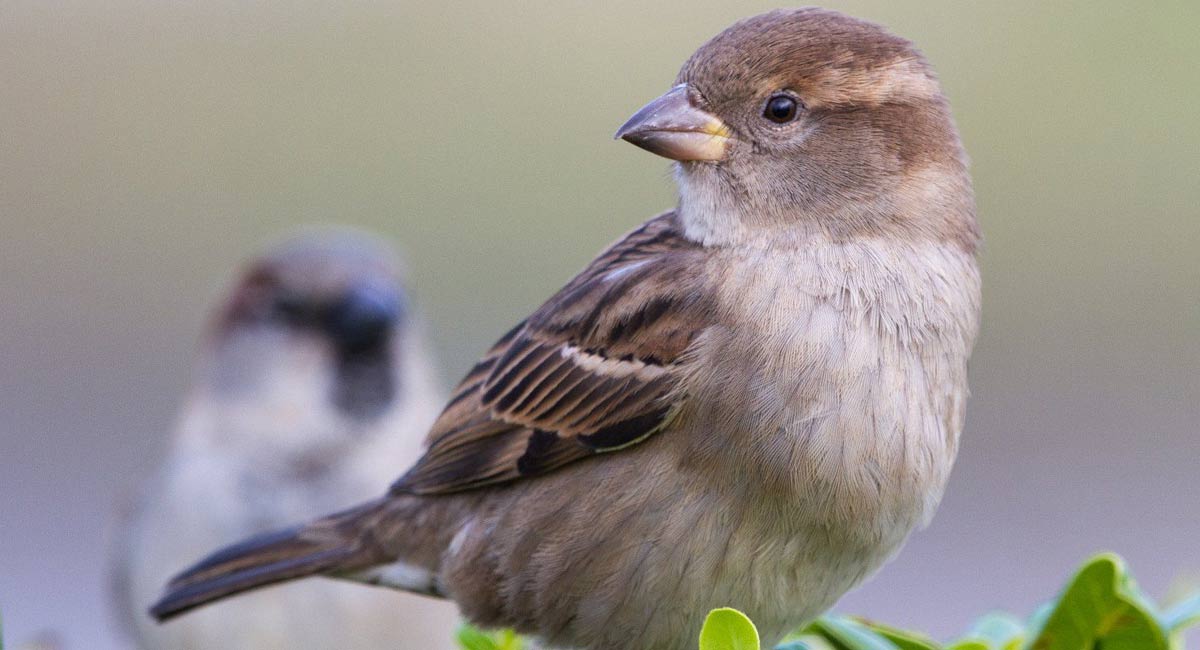 Sparrows : ఇంట్లోకి ఊరికే పిచ్చుకలు వస్తున్నాయా? అయితే జరగబోయేది ఇదే..