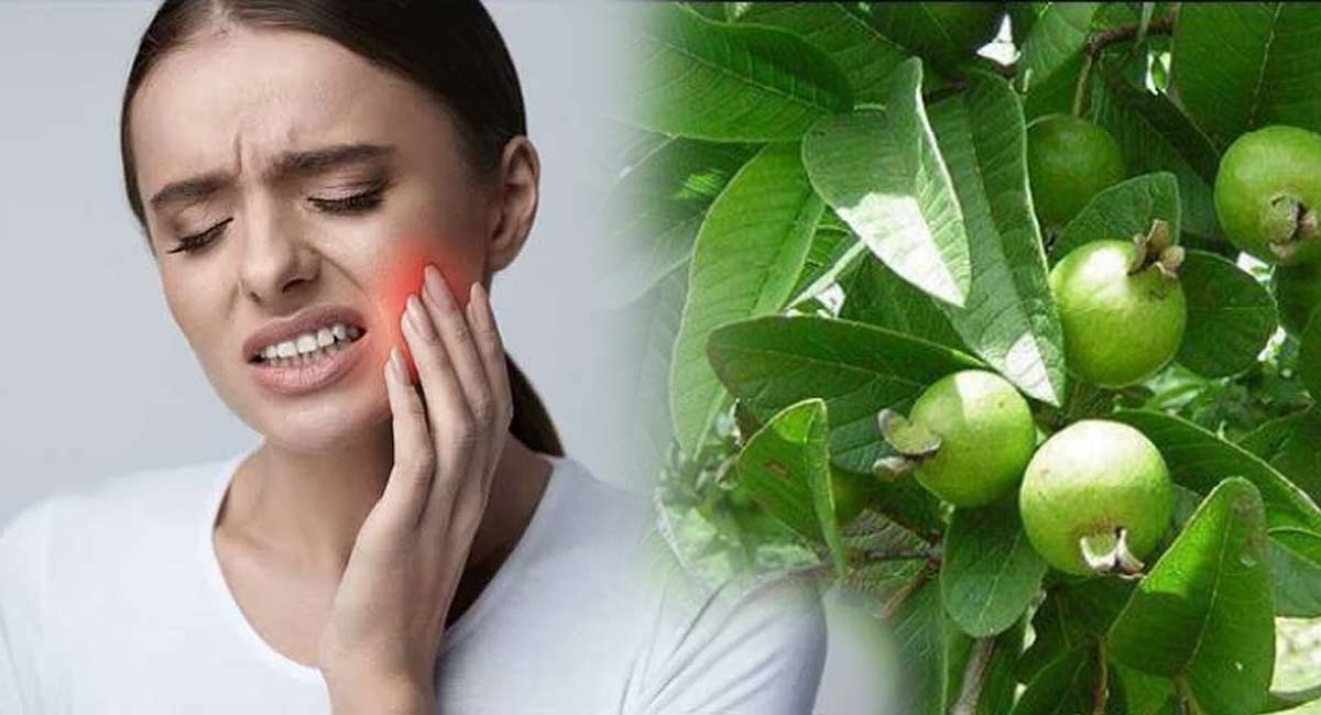 Tooth Pain : జామ ఆకుల ప్రయోజనాలు అన్నీ ఇన్నీ కావు.. పంటి నొప్పిని ఇట్టే మాయం చేస్తాయి..