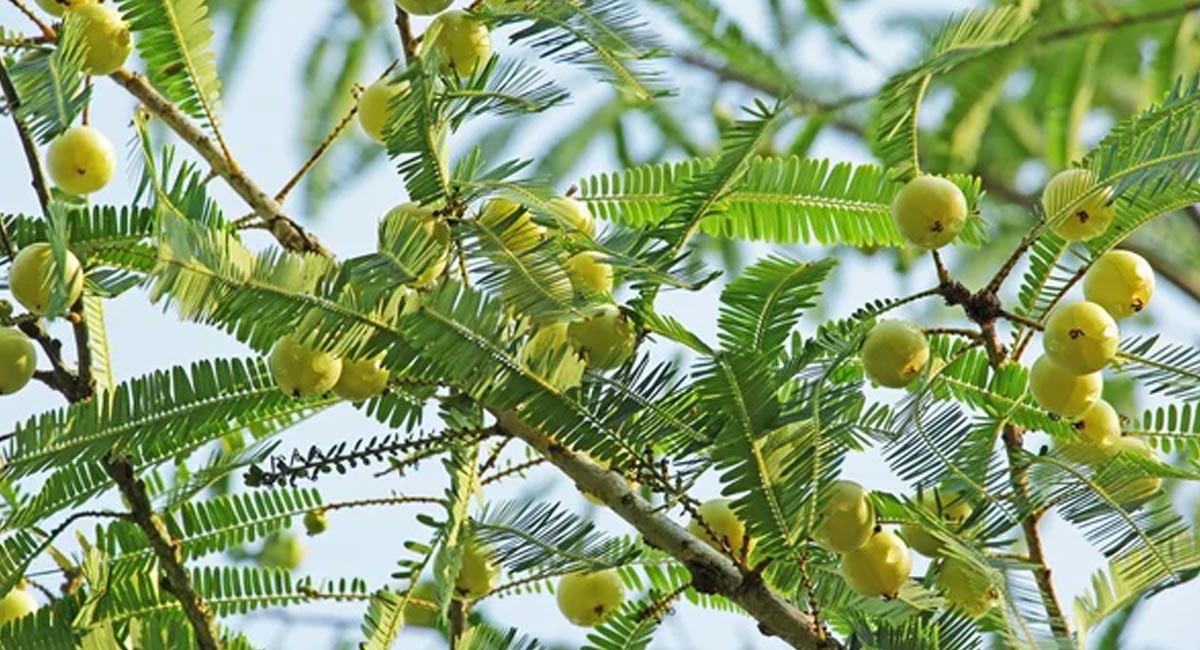 Usiri Tree : కార్తీక మాసంలో ఉసిరి చెట్టు కింద భోజనాలెందుకు చేయాలి?