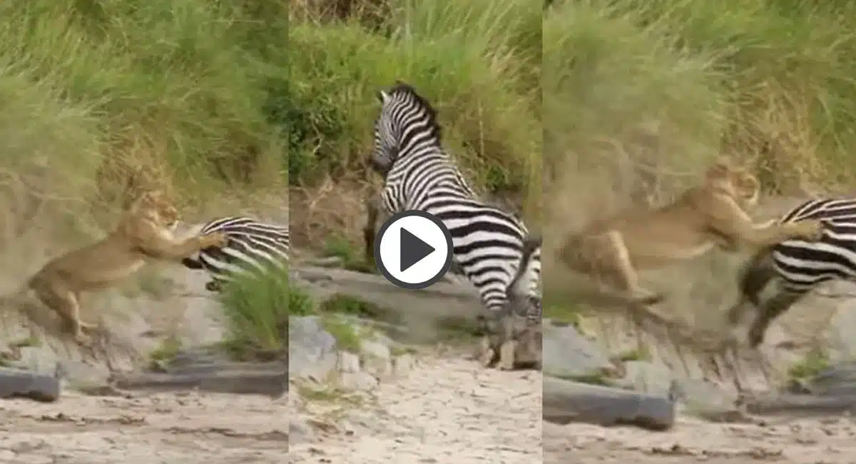 Viral Video in ebra fight lioness try to hunt zebra in jungle
