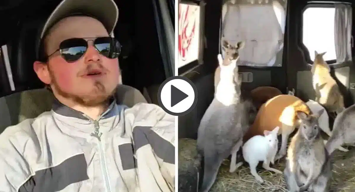 viral video man hailed a hero after saving eight kangaroos