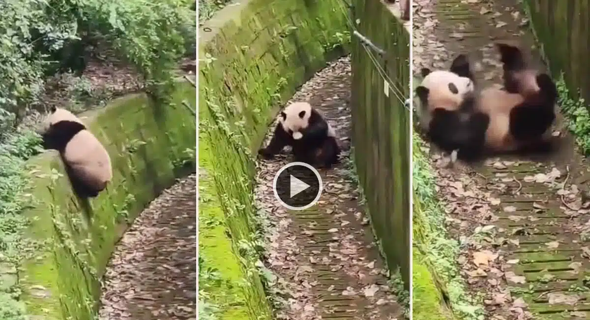 Viral Video in panda