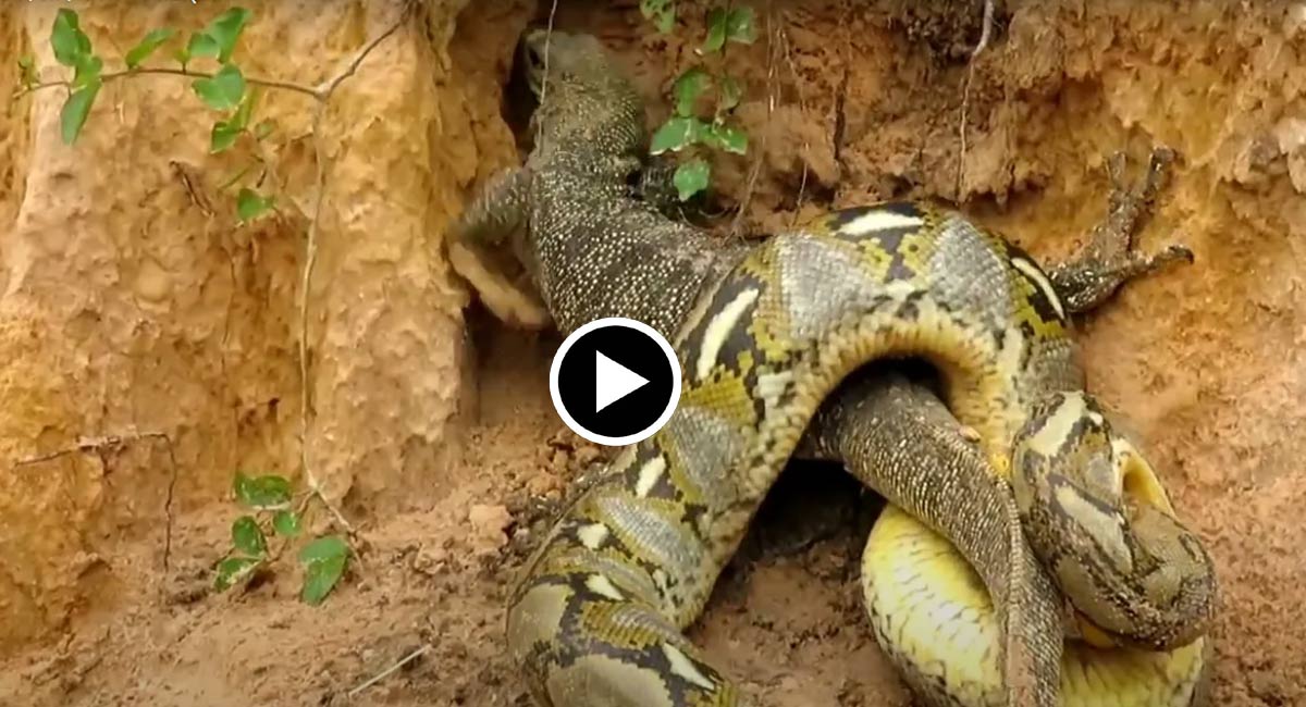 Viral Video : ఉడుము, కొండ చిలువు మధ్య భయంకరమైన ఫైటింగ్.. గెలిచింది ఎవరంటే..?