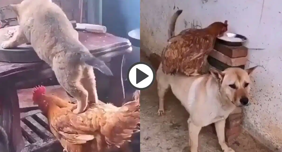 Dog Hen Helping Nature Video Viral