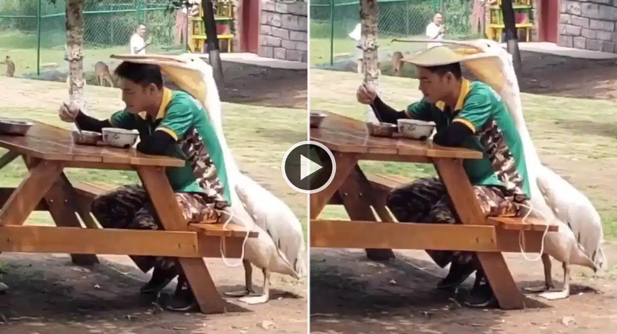 Viral Video in duck is too big