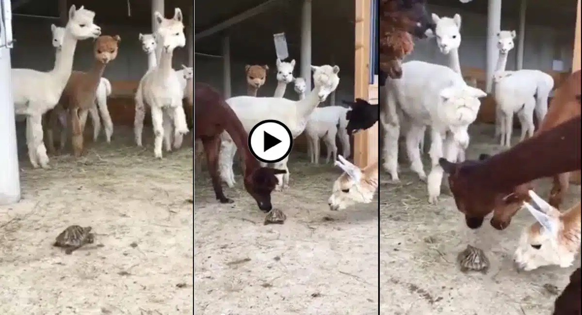 Viral Video in alpacas surrounding the turtle